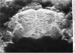 Historisches Foto von Ululapagurus oroszyi (Fraaije et al., 2019) (NHMW-AFW-GEO-BACHMAYER-FOTO-1990-0041-0194)